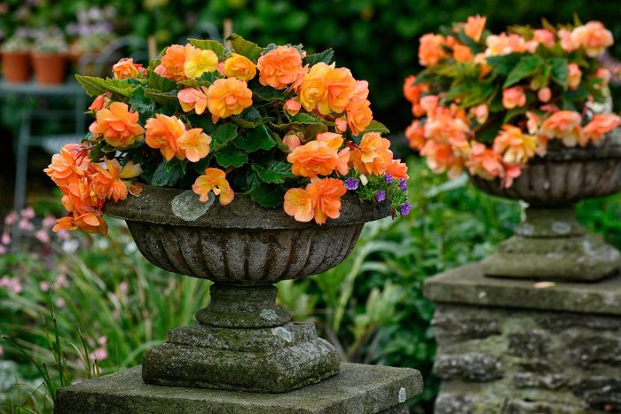 How to overwinter begonias: with advice from the experts | Homes and ... How to overwinter begonias like a pro