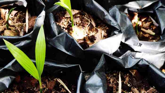 Growing date palm trees