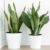 Types of Snake Plants A Deep Dive