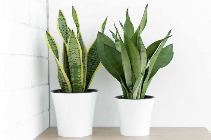 Types of snake plants