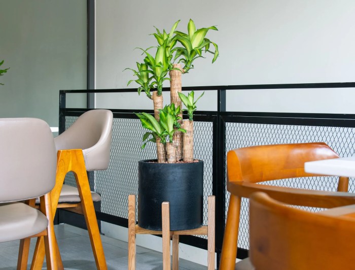 Grow dracaena fragrans indoors