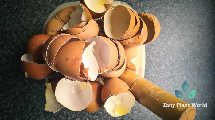 Eggshells For Plants: 6 Benefits And How To Use It In The Garden Are eggshells good for plants