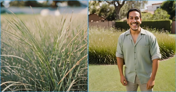 All about bermuda grass