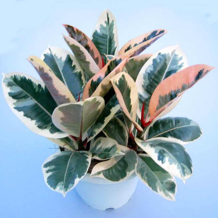 Ficus tineke growing guide