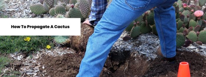 How to propagate cactus