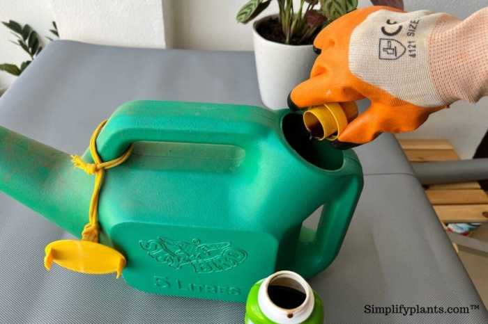 Fiddle leaf fig is not a beginner houseplant