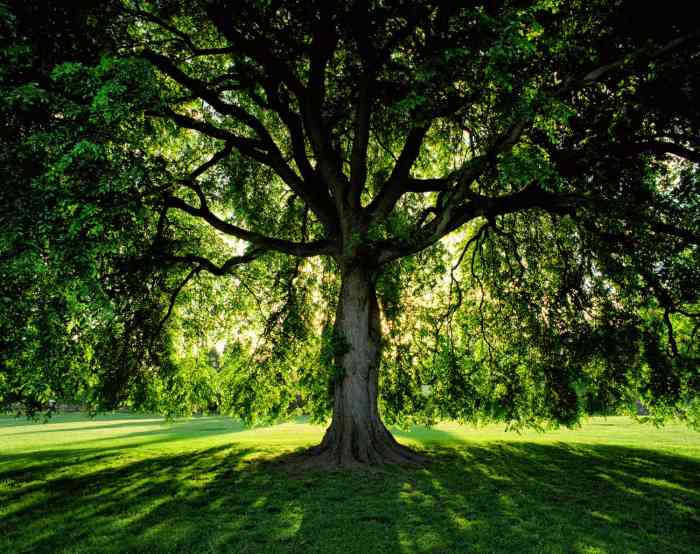 Trees you should never plant near your home