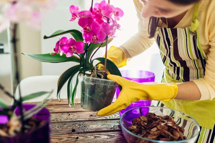 Beginners orchid care guide