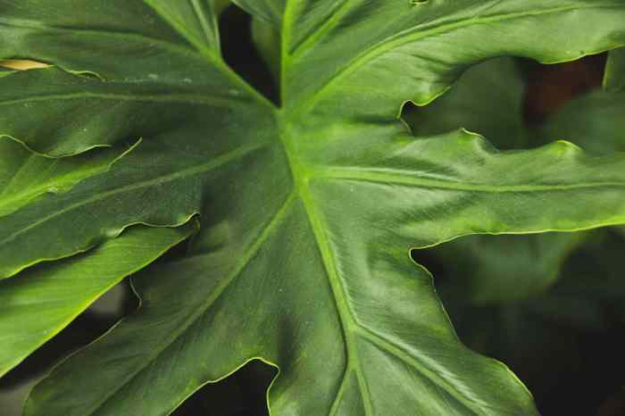 Philodendron mamei growing guide