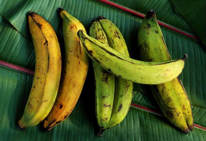What Is a Plantain? What is a plantain herb