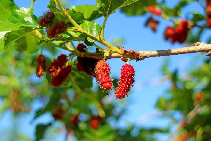Growing Red Mulberry Trees A Comprehensive Guide