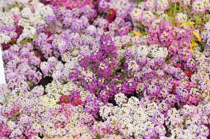 Sweet alyssum winter care