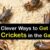 How to Get Rid of Camel Crickets A Complete Guide