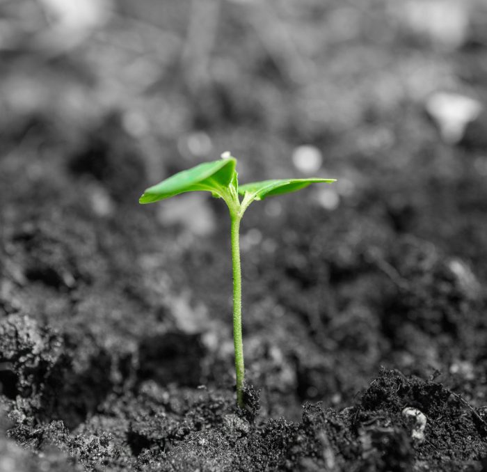 How to grow and care for japanese painted ferns