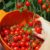 Growing and Caring for Cherry Tomatoes A Complete Guide