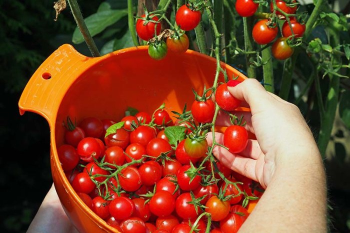 Growing and Caring for Cherry Tomatoes A Complete Guide