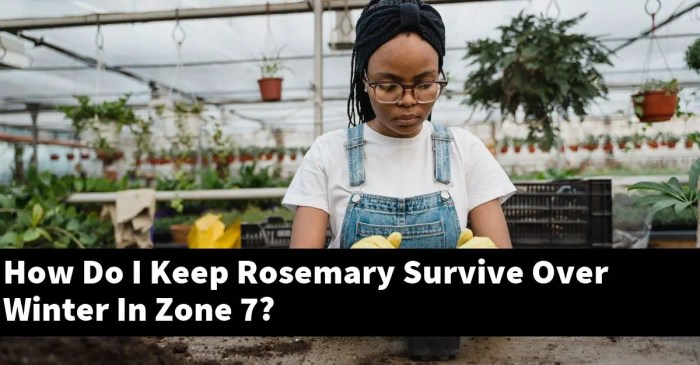 Will rosemary survive winter