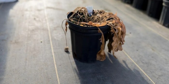 How to tell if your plant is actually dead