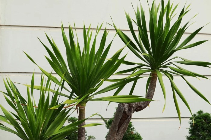 Grow dracaena marginata indoors
