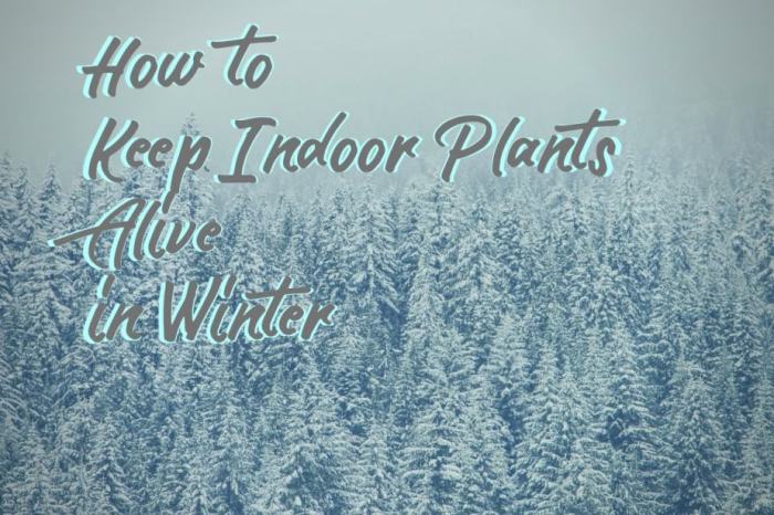 Ways to keep your indoor plants warm during winter