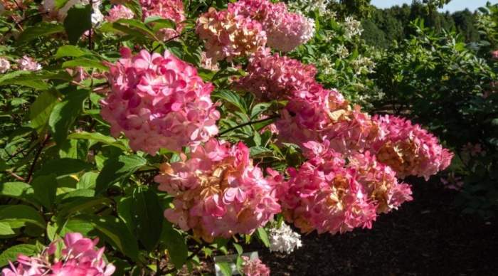 Pruning hydrangeas in autumn