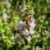 Pennyroyal Plant Care and Growing Guide A Comprehensive Guide