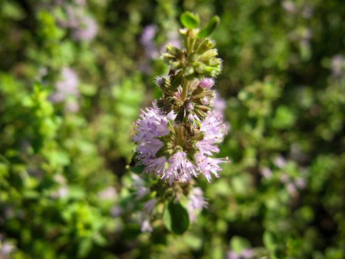 Pennyroyal Plant Care and Growing Guide A Comprehensive Guide