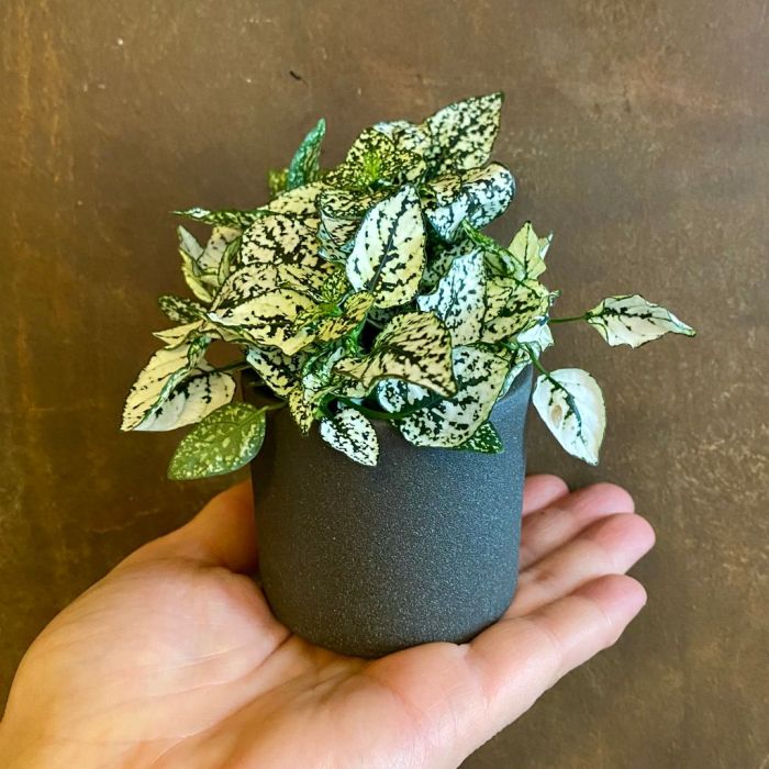 Grow hypoestes phyllostachya indoors