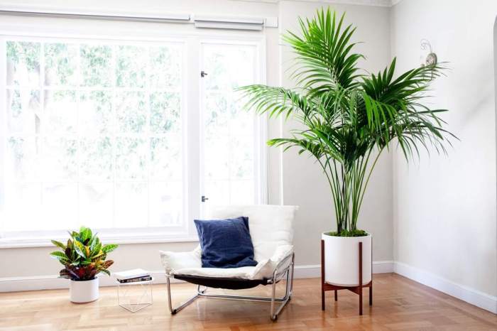 Grow indoor palm trees