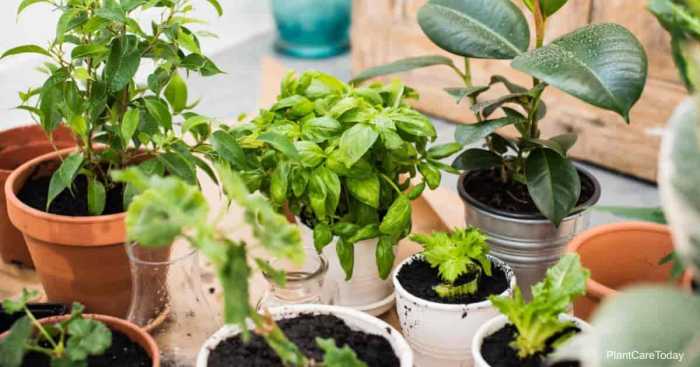 How to use diatomaceous earth