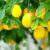 Lemon Tree Plant Profile A Comprehensive Guide