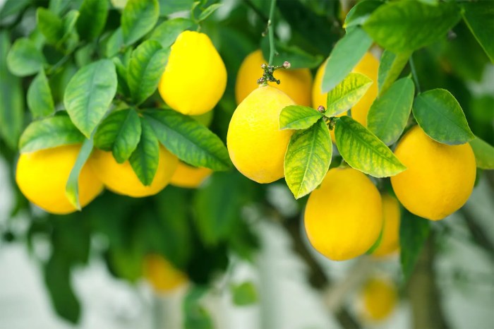 Lemon tree plant profile