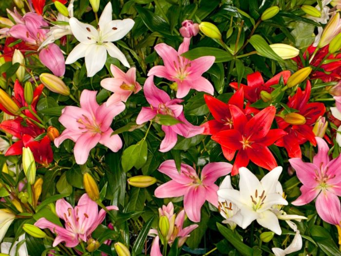 Asiatic Lily - How To Grow And Care Asiatic lily care guide