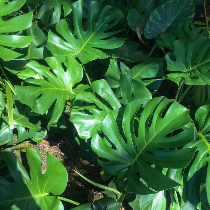 Monstera leaves turning yellow