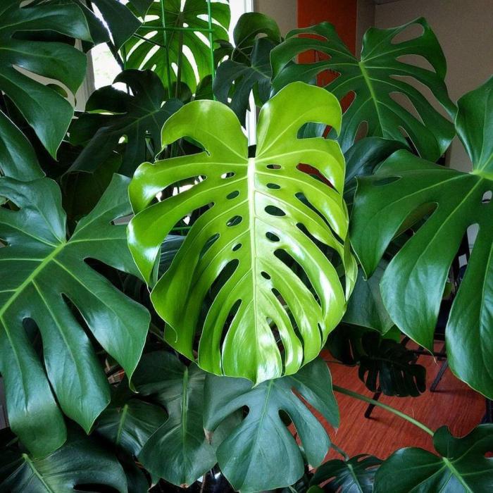 Monstera esqueleto care guide