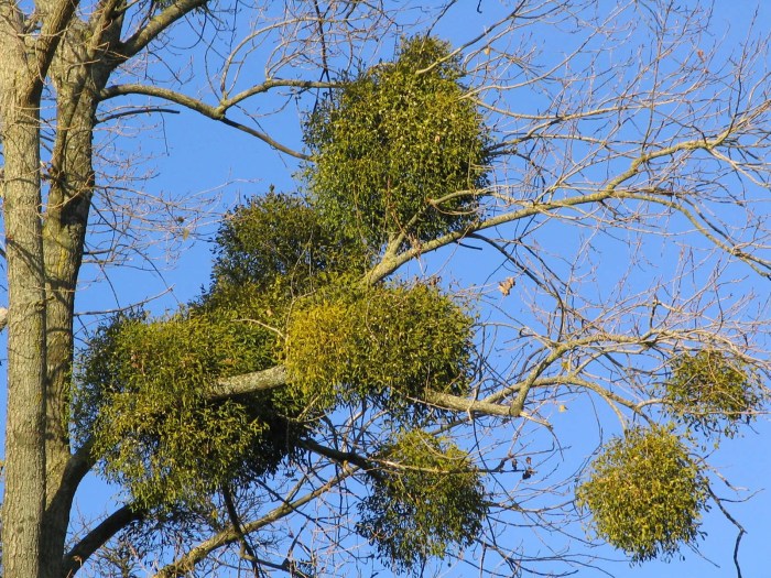 Mistletoe cactus plant care