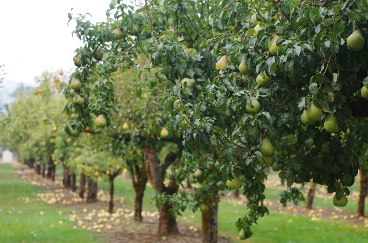 When to pick pears