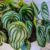 Peperomia Obtusfolia Growing Guide A Complete Care Guide
