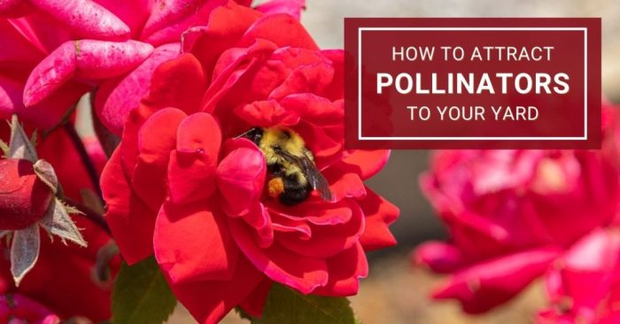 How to attract pollinators