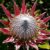 Protea Plants Growing Guide A Complete Guide