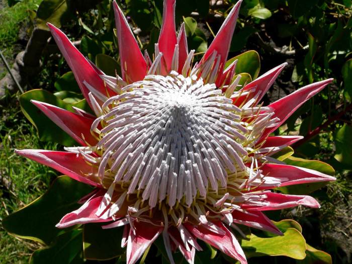 Protea plants growing guide