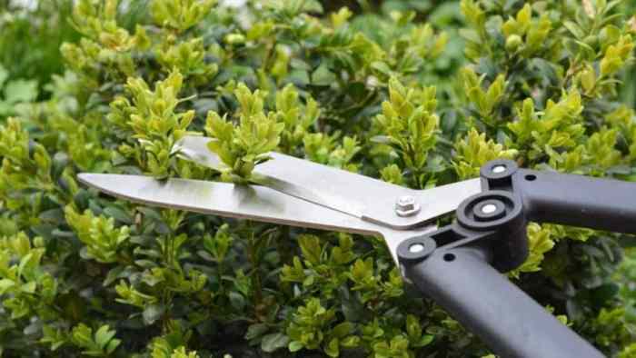 When and how to fertilize boxwood