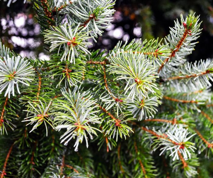 Spruce trees and shrubs