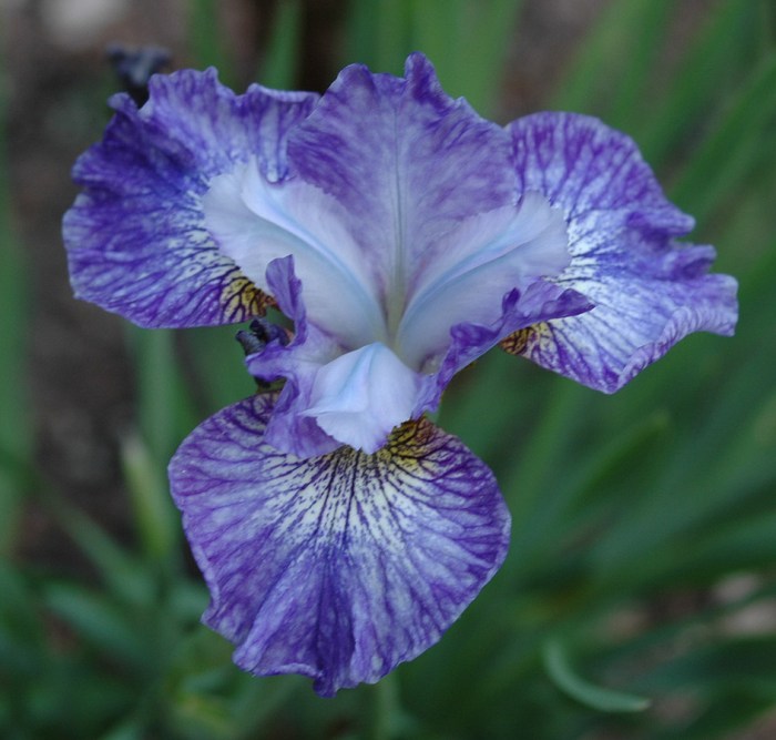 Irises: Plant Care and Collection of Varieties - Garden.org Irises for flower garden