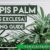 Growing Rhapis Excelsa Palms A Complete Guide