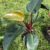 Philodendron Mamei Growing Guide A Complete Guide