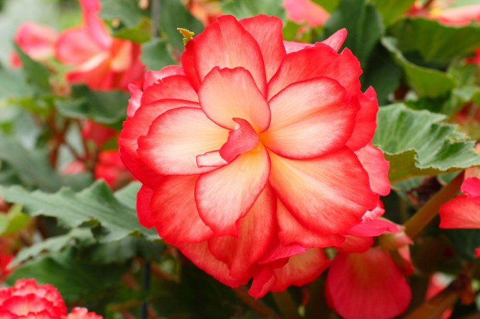 How to overwinter begonias: with advice from the experts | Homes and ... How to overwinter begonias like a pro
