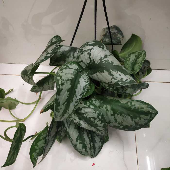 Scindapsus pictus argyraeus care plant guide images and videos – Artofit Scindapsus pictus exotica care guide