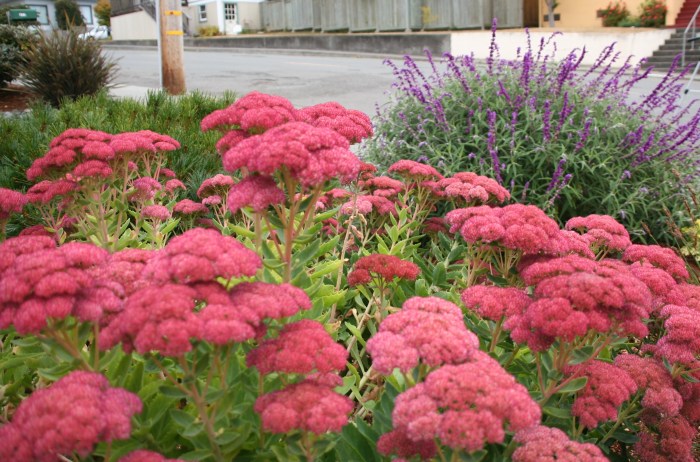 When to cut back sedum for winter