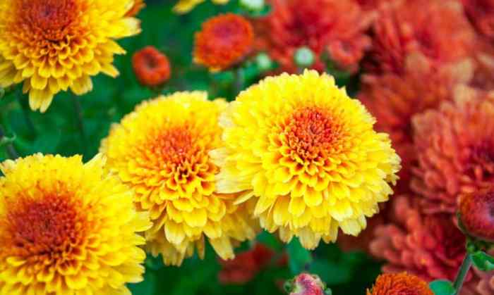 How often to water mums